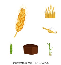 Isolated object of wheat and corn symbol. Set of wheat and harvest vector icon for stock.