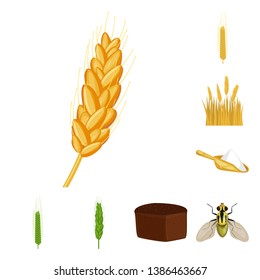 Isolated object of wheat and corn symbol. Collection of wheat and harvest stock vector illustration.