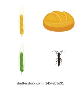 Isolated object of wheat and corn symbol. Collection of wheat and harvest vector icon for stock.