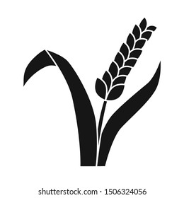 Isolated object of wheat and green symbol. Collection of wheat and agriculture stock vector illustration.