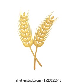 Isolated object of wheat and stalk icon. Graphic of wheat and gold stock vector illustration.