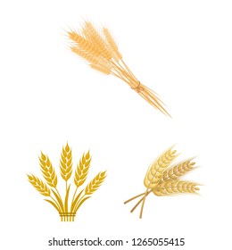 Isolated object of wheat and stalk symbol. Set of wheat and grain stock symbol for web.
