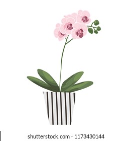 isolated objects of indoor plants in watercolor style. orchid