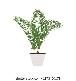 isolated objects of indoor plants in watercolor style. palm