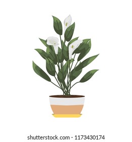 isolated objects of indoor plants in watercolor style. calla