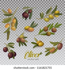Isolated olive branch with ripe and raw berries with bleaks. Fruit food on tem logo or organic eat badge. May be used for herbal or vegan market banner, liquid ingredient or natural vitamin theme.