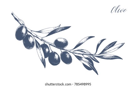 Isolated Olive Branch Vector Illustration. Monochrome Engraving Technique.