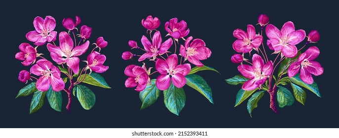 Isolated on dark background realistic pink, flowers, branches, leaves vector set. Three spring compositions of apple, sakura or cherry blossoms. Realistic, detailed clip art for your design