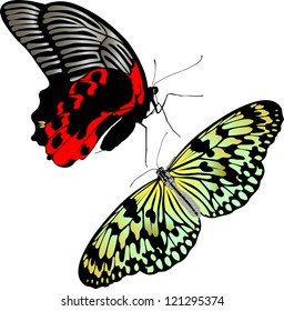 butterflies  isolated on white background