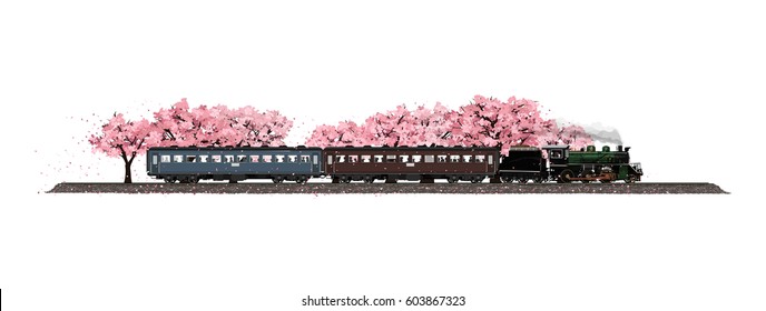 isolated on white background Cherry tree garden filled with flowers sakura breeze blow 
fall and ancient train travel led by old steam locomotive running through unseen 
in the spring of Japan.