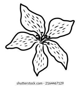 ISOLATED ON A WHITE BACKGROUND CONTOUR DRAWING OF A FLOWERING LILY