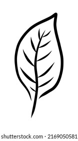 AISLADO EN UN CONTORNO DE FONDO BLANCO DE UNA HOJA DE PLANTA