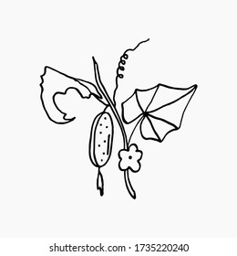 isolated on white background Cucumber on a branch, hand-drawing, doodle style
