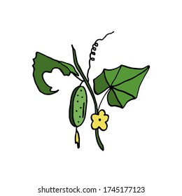 isolated on white background Cucumber on a branch, hand-drawing, doodle style