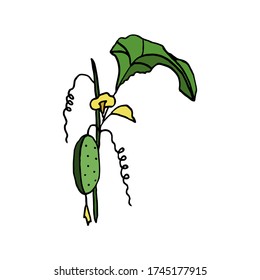 isoliert auf weißem Hintergrund Gurken auf einem Zweig, handgezeichnet, Doodle-Stil