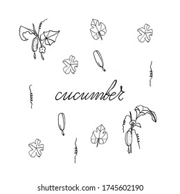 isolated on white background Cucumber on a branch, hand-drawing, doodle style