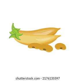 Isolated on a white background, dried soybean pods with soybean seeds vector illustration.