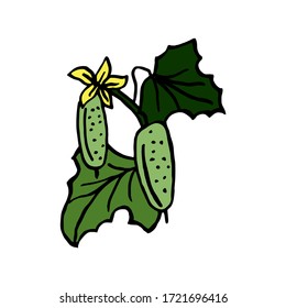 Isolated on white background picture of a cucumber on a branch, hand-drawing, doodle, vector