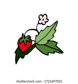 Aisladas sobre fresas de fondo blanco en una rama, dibujo a mano, doodle, vectorial
