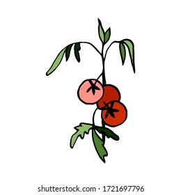 Isolated on white background picture tomatoes on a branch, hand-drawing, doodle, vector