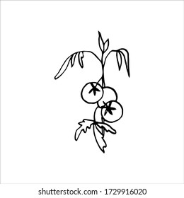 Isolated on white background picture tomatoes on a branch, hand-drawing, doodle, vector