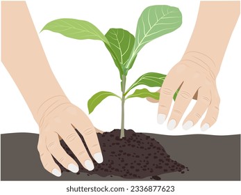 Aislado sobre un fondo blanco de un árbol de teca verde recto.