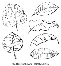 Isolated on white background. Vector illustration. Hand drawn botanical set. Tropical leaves.