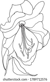 Isolated on white LONELY LILY . Black and white. Vector EPS 10. Hand drawn. Use for print on textiles, dishes, postcard, wallpaper, books, decor, tatto, wrappers, wedding, packaging, invitation.