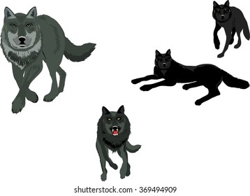 Isolated on white set of vector wolves, in various poses