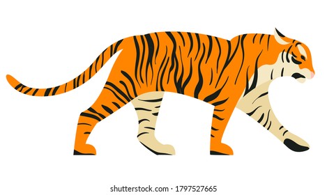 Isolated on white walking tiger in side view vector illustration. Big tropical cat design element. African feline in flat cartoon style.