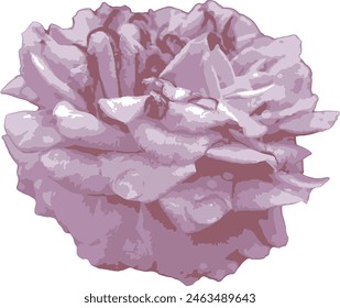 isolated on white watercolor vector pink roses for wedding or valentine design elements