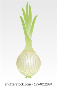 ilustración aislada de obturador vectorial de cebolla