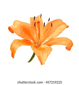 isolated orange lily illustration, flower vector