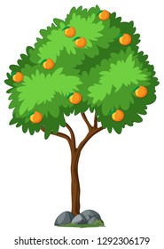 Isolated orange tree on white background illustration