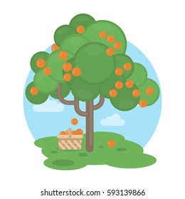 Isolated oranges tree with basket. Sweet and sour fruits.