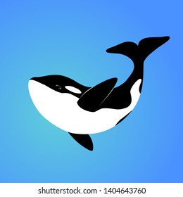 Isolated orca whale on blue background. Killer whale. Sea animal. Colorful orca whale in blue ocean.