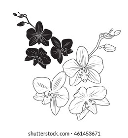 Isolated orchid flowers. Close up view detailed sketch. Black and white vector illustration.