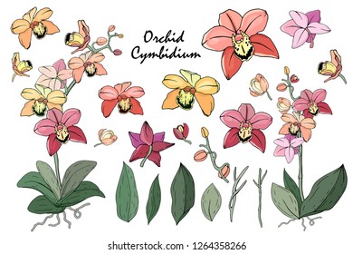 Isolated orchid on white. Different color, elements for floral season design