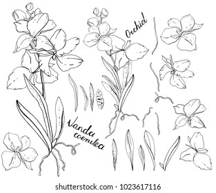 Isolated orchid vanda on white. black and white, elements for floral season design