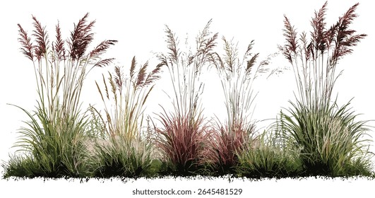 Isolated ornamental grass duo, Miscanthus purpurascens plus Phormium cookianum tricol, frontal perspective, vector illustration, vibrant landscape foliage, outdoor planting concept