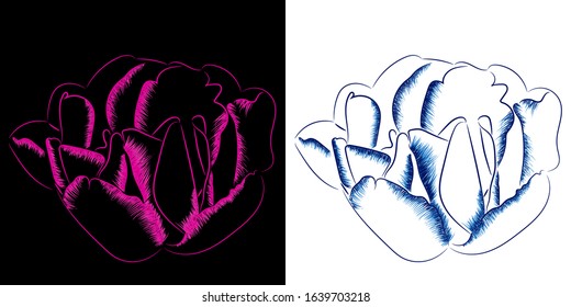 Isolated outline of a blooming Tulip. Blue phantom flower on a white background. Pink Tulip on a black background. Greetings for March 8 or Valentine's Day. Book of botany.