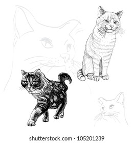 isolated outline cats on white - illustration