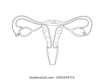 Isolated of a outline drawing womb editable stroke vector.