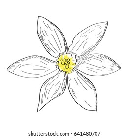 Isolated outline of a flower, Vector illustration