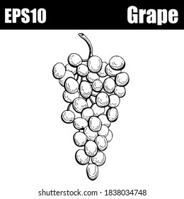 Isolated outline Grape. Vector illustration