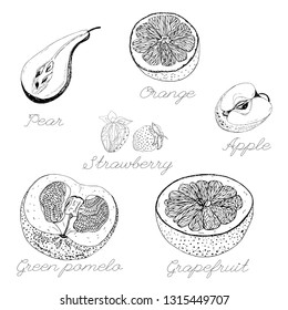isolated outline graphic fruits vector illustration pear, apple, orange, pomelo, grapefruit on white background 