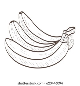 Isolated outline of a group of bananas, Vector illustration