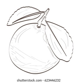 Isolated outline of an orange with a leaf, Vector illustration