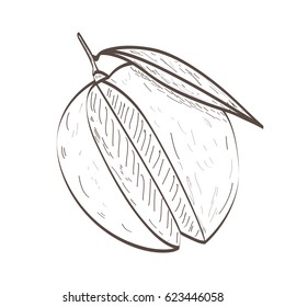 Isolated outline of a peach, Vector illustration