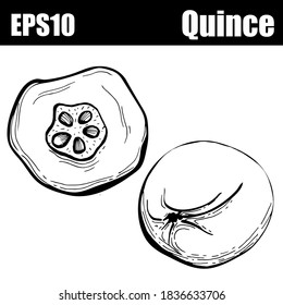  Isolated outline quince. Vector illustration